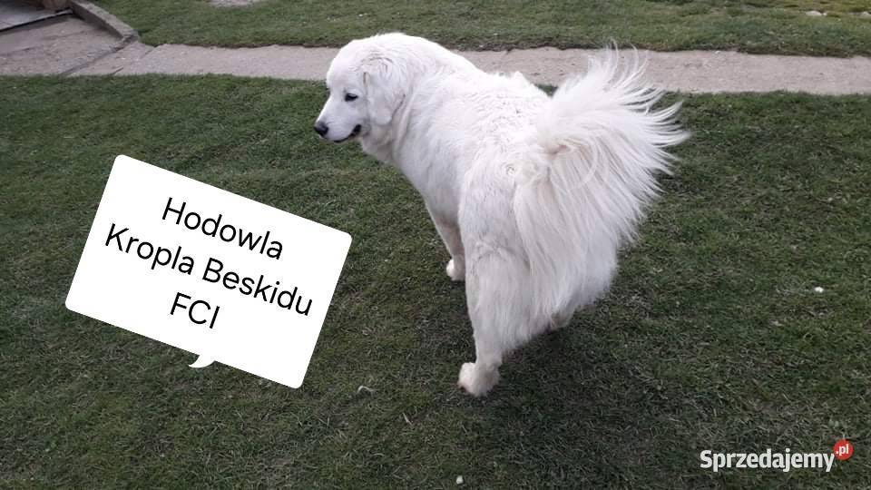 Szczeniaki Polski Owczarek Podhalański