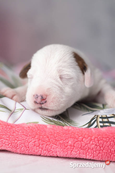Szczenięta Parson Russell Terrier Warszawa