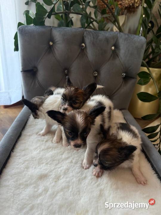 Papillon szczeniak Spaniel kontynentalny Dudki