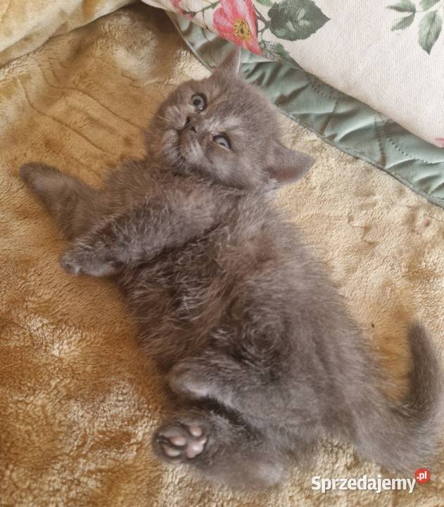Brytyjskie kotka niebieska Szamotuły sprzedam
