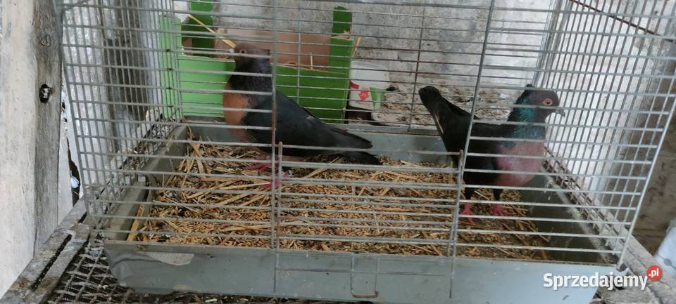 Sprzedam gołębie ozdobne Tokarówka