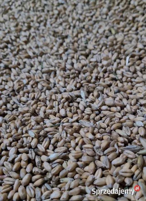 Pszenica ozima Sowina