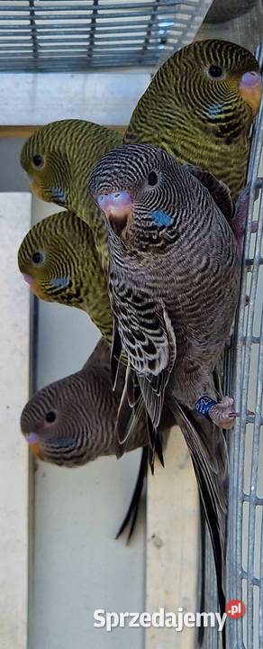 papużka falista blackface Wrocław sprzedam