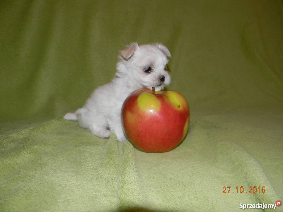 Maltańczyk Szczeniaki Rodowód ZHPR Psy