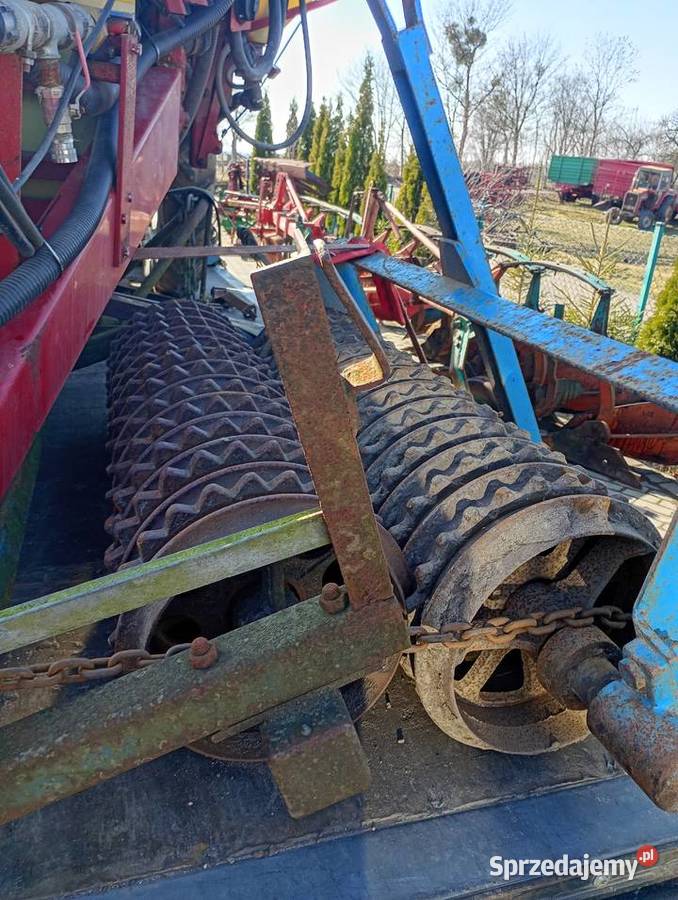 Wały posiewne dalbo Cambridge wysokie 45 Sośno