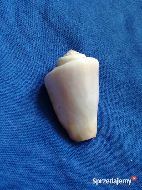 Muszla stożka Conus Kintoki muszla naturalna łódzkie Łódź