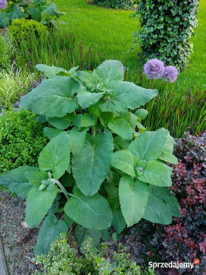 Szałwia Muszkatolowa sadzonki Liściaste