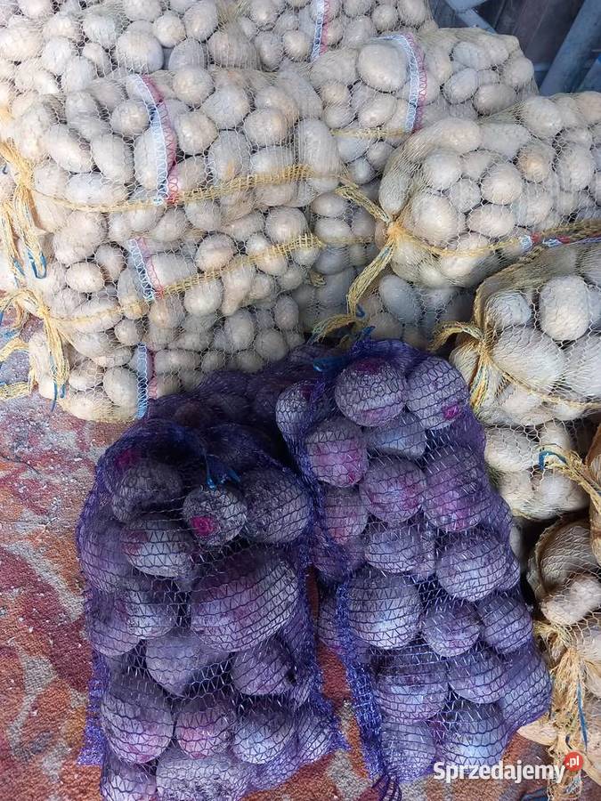 Ziemniaki Soraya Vineta Bellarosa Produkcja roślinna Urzędów