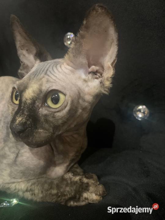 Sfinks Kanadyjski Diablica do odbioru tygryska wielkopolskie Leszno