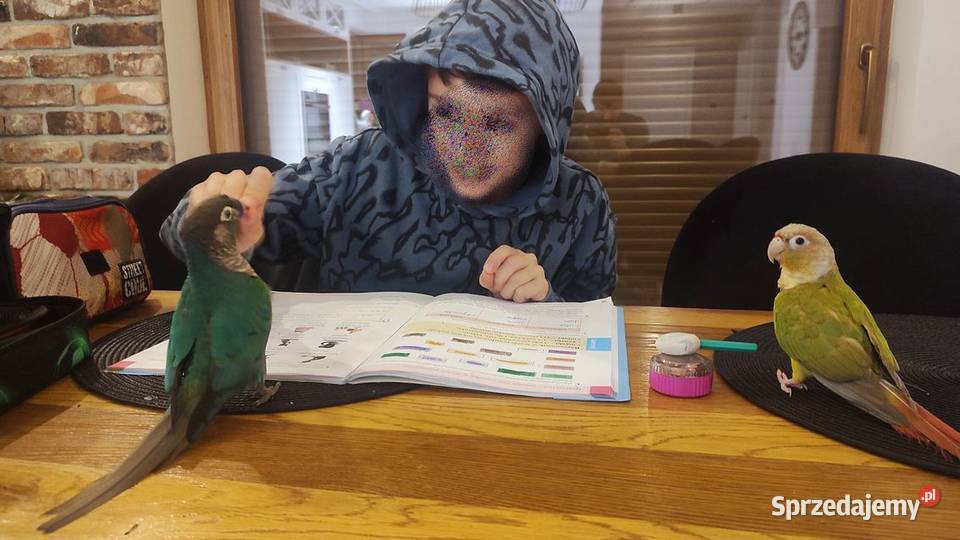 Sprzedam rudosterki z klatką i pełnym