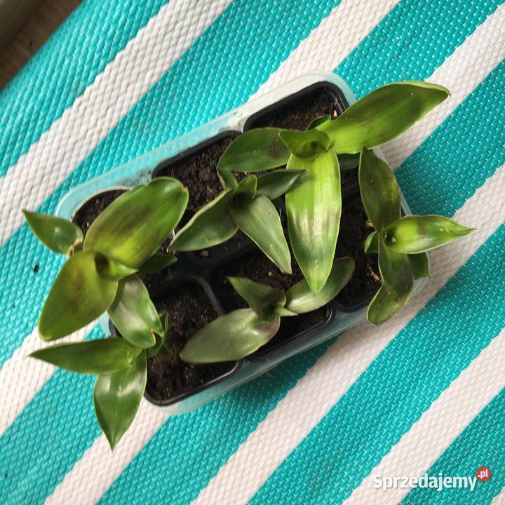 Złoty wąs Callisia Fragrans oryginalna roslina Warszawa