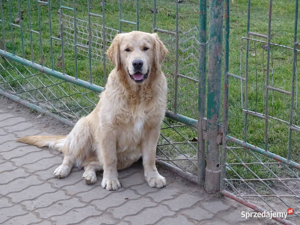 Golden retriever 7 miesięczne mazowieckie