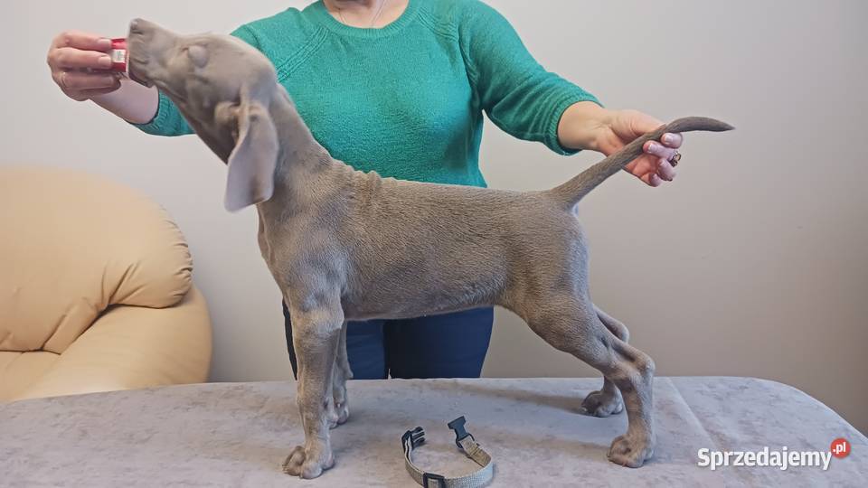 Wyżeł weimarski szczenięta rodowodowe ZKwPFCI Puławy