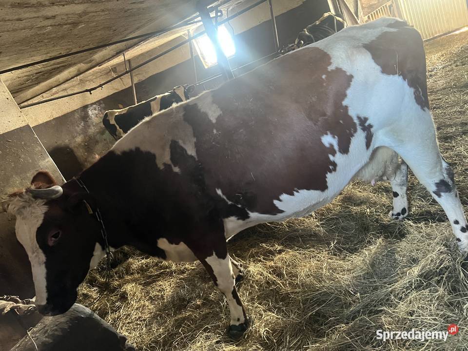 Krowa mleczna cielna termin marzec kwiecień lubelskie Śniatycze