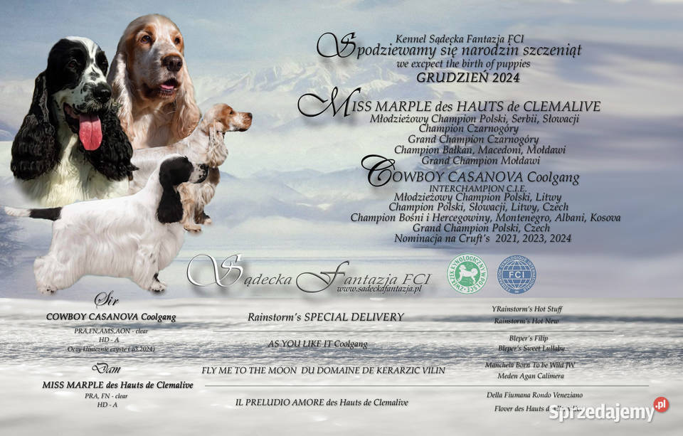 Cocker Spaniel Angielski Dziewczynka o Imieniu małopolskie