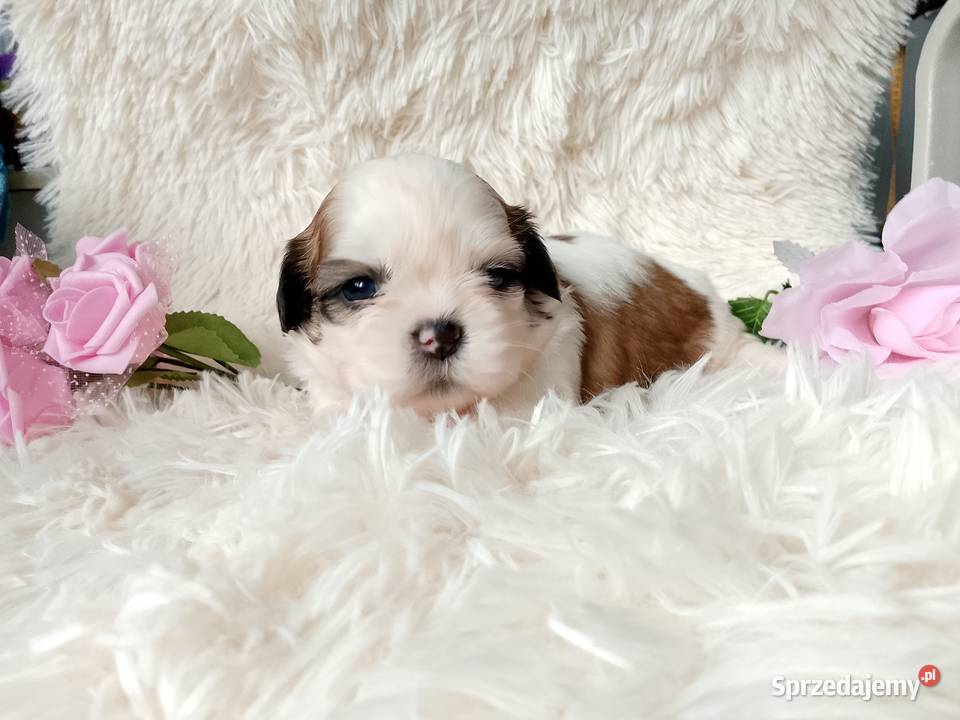 Piękna suczka ShihTzu tricolor Kępno