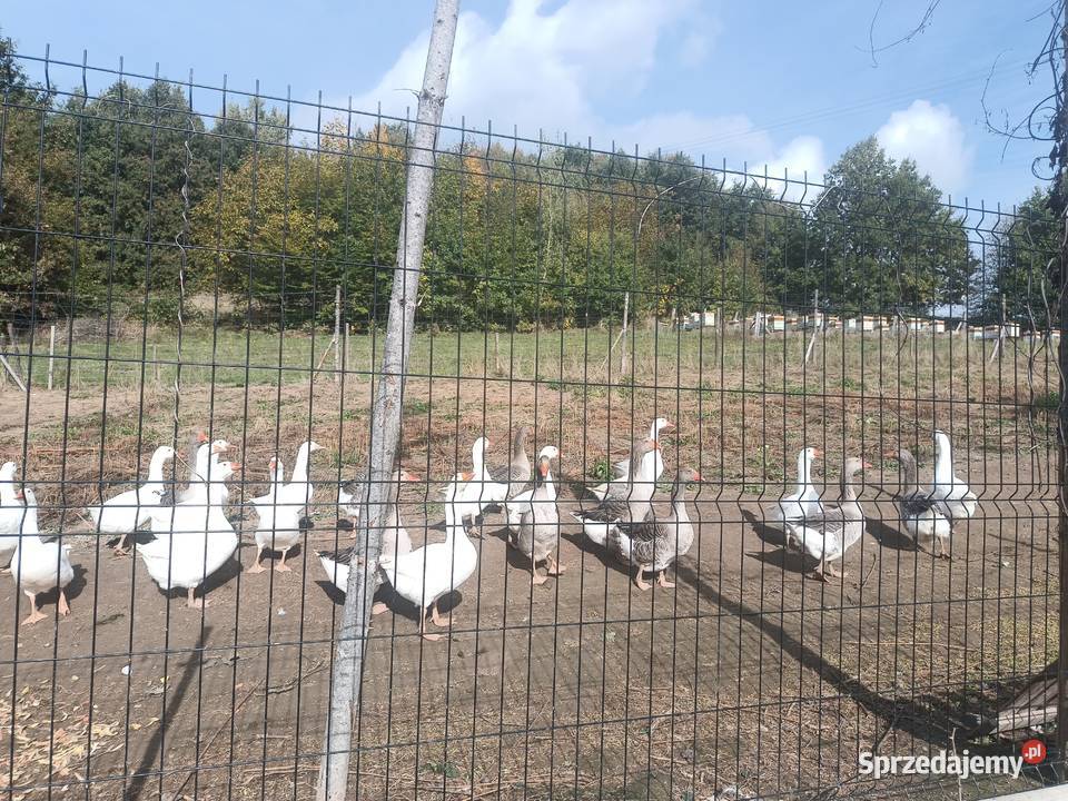 kaczki Nowy Wiśnicz