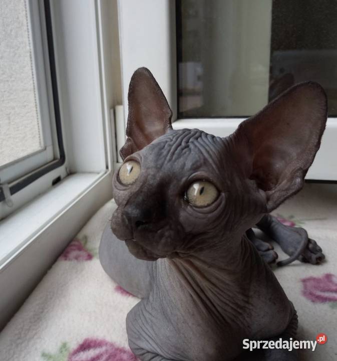 3 Kocurki kastracji 7 15r Płatna Adopcja Warszawa