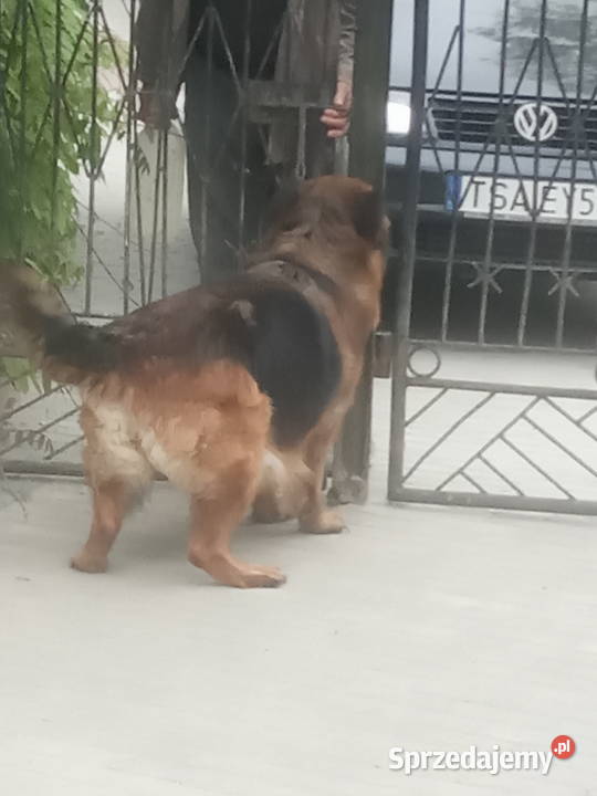 Owczarek niemiecki długowłosy dorosła suczka