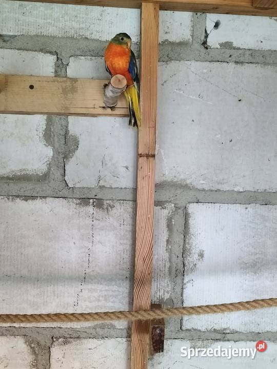 Łąkówki turkusowe