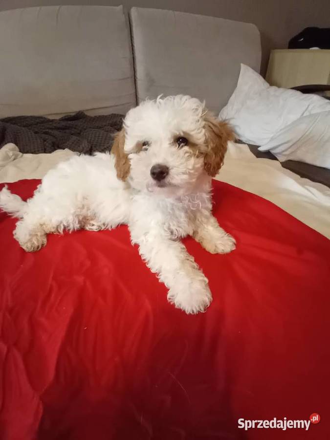 Psy Maltipoo Kraków