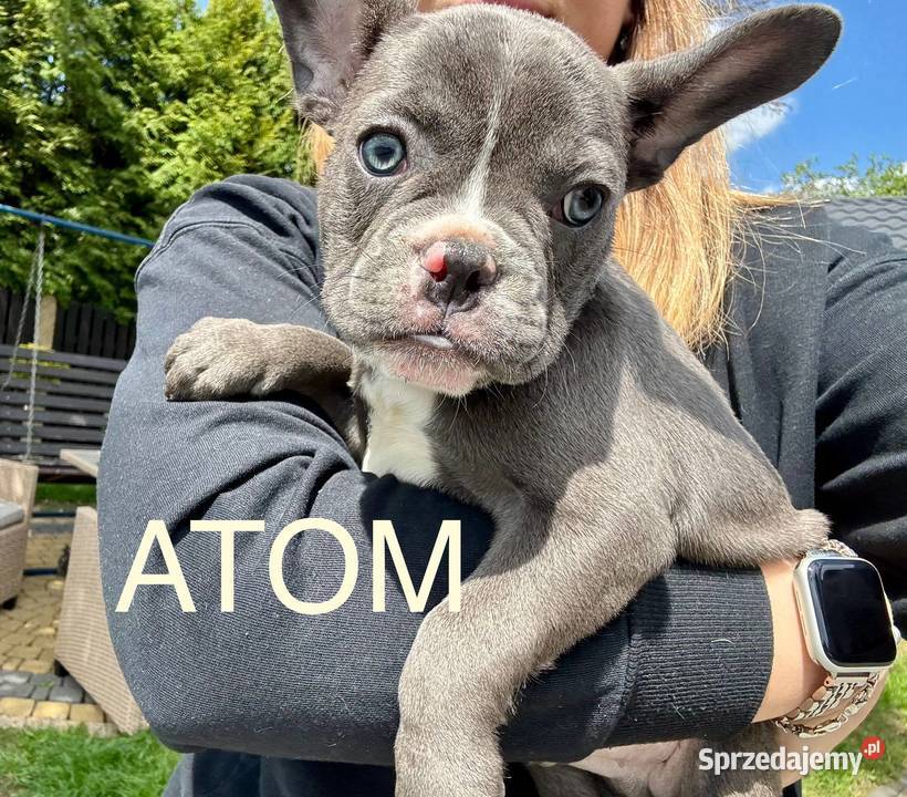 Buldog francuski szczeniak blue french buldog Psy