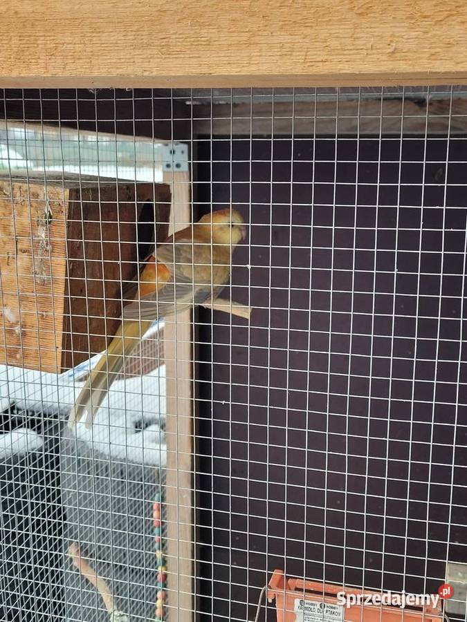 Swiergotki woliera 6 3parki Zwierzęta Objezierze