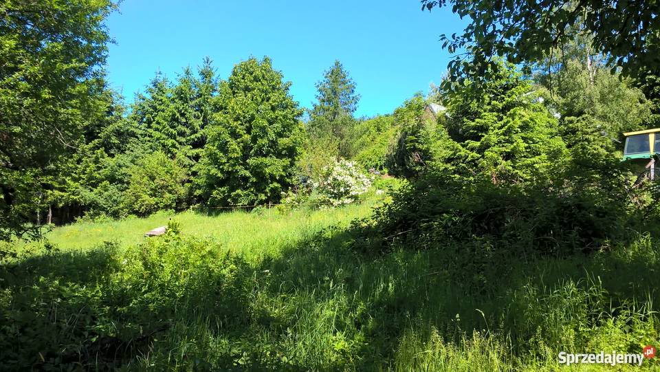 Dom z drewna w Górach Sowich żywopłot Jugów