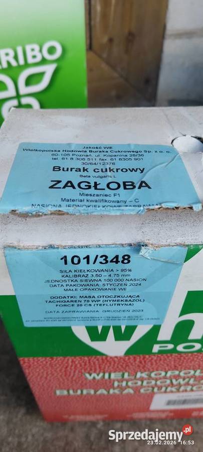 Nasiona buraka cukrowego janetka hunor Turobin