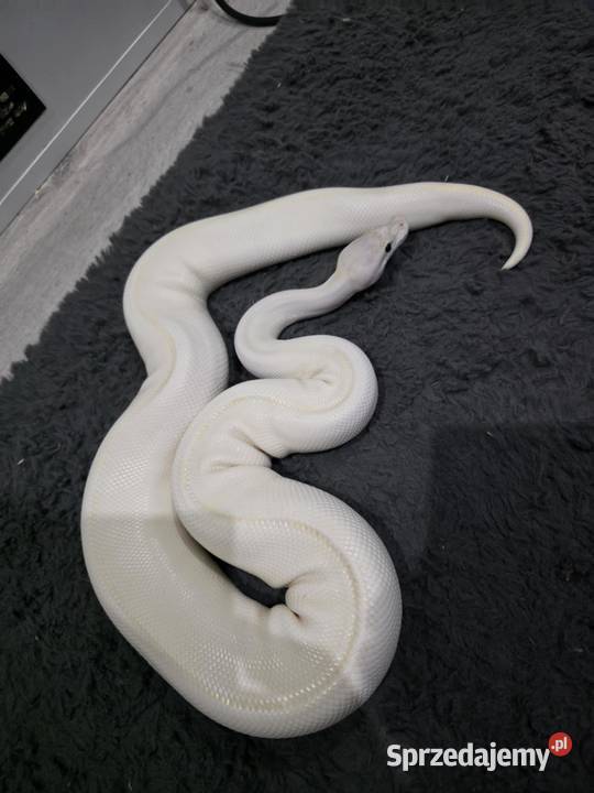 Pyton królewski samiec sprzedam