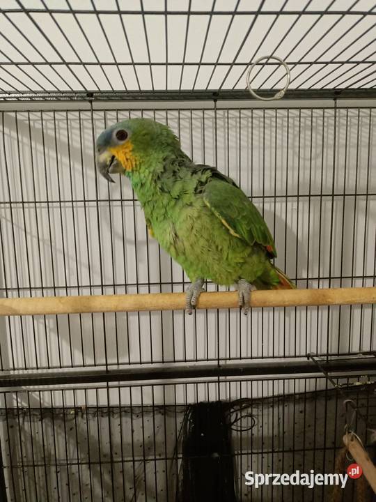 Papuga amazonka parka Wyszków sprzedam
