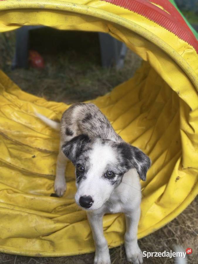 Border collie linia pracująca Mierzeszyn