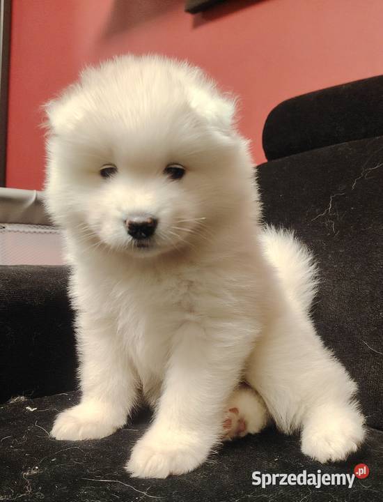 Samojed Samoyed suczka sprzedam