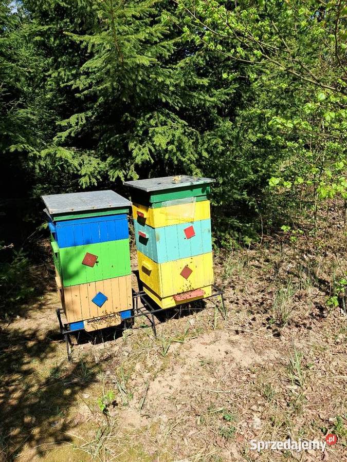 Odkłady Pakiety Pszczoły na WAGE Odrzywół sprzedam