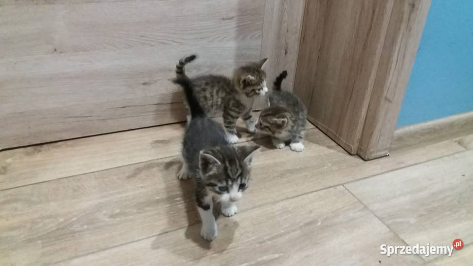 Kotki kocurki kociaki kotka koty Tczew sprzedam