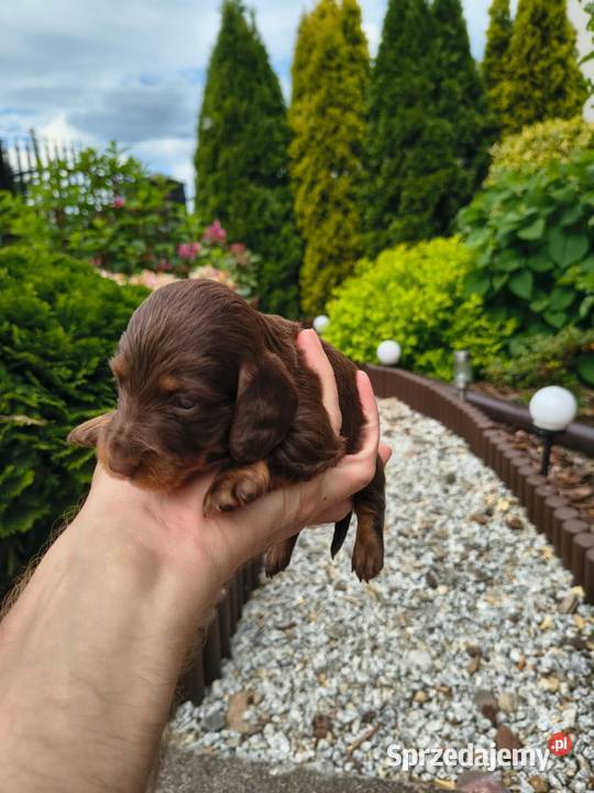 Jamnik długowłosy choco tan czekoladowy Duschand Żychlin