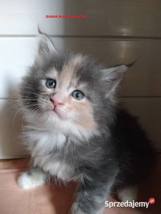 Kocieta Koty Doroty Pilica