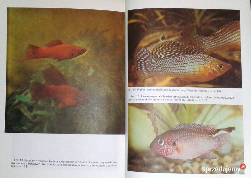 Słodkowodne ryby akwariowe Stefan Kornobis Chełm