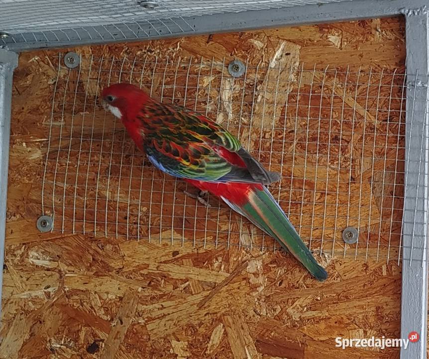 Rozella Białolica samiec 2025 r Brzeziny