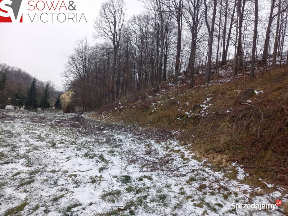 Działka budowlana z lasem Chwaliszów