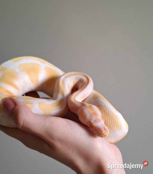 Pyton królewski Łódź