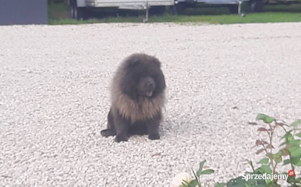 CHOW CHOW Reproduktor krycie Stryków
