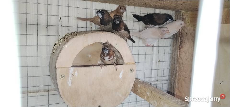 Mewki japońskie 2025 Ptaki