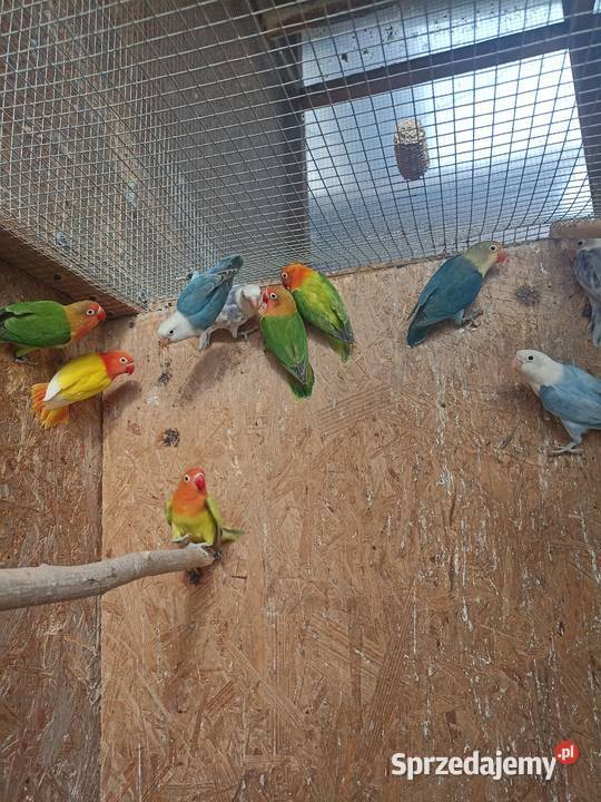 Nierozłączki fischera 2025 Albinów