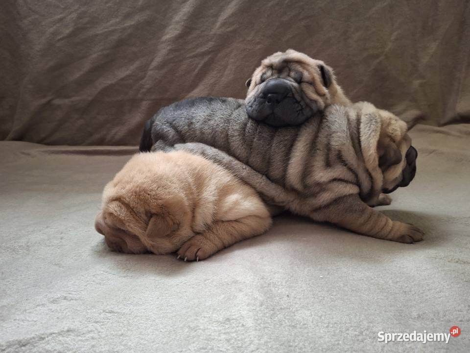 Szczenięta Shar Pei FCI kujawsko-pomorskie Piotrków Kujawski