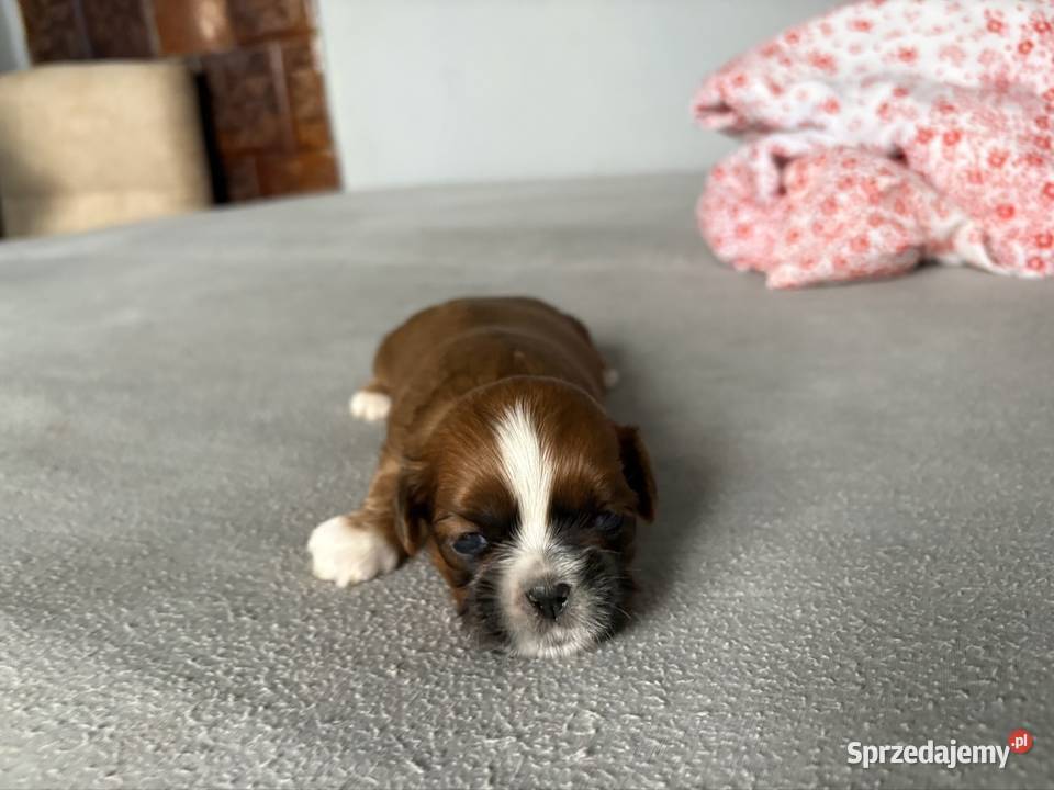 Suczka shih tzu sprzedam