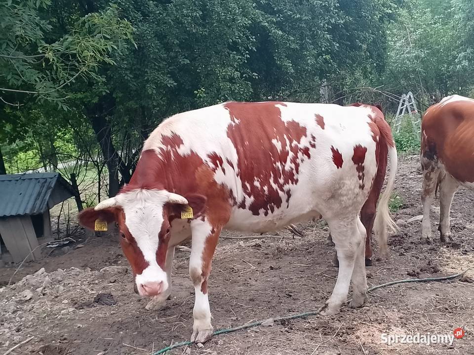 Jałwka cielna 6 miesiąc Porąbka