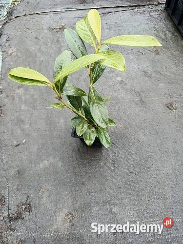 P9 LAUROWIŚNIA WSCHODNIA CAUCASICA 1525 Rośliny Miedźna