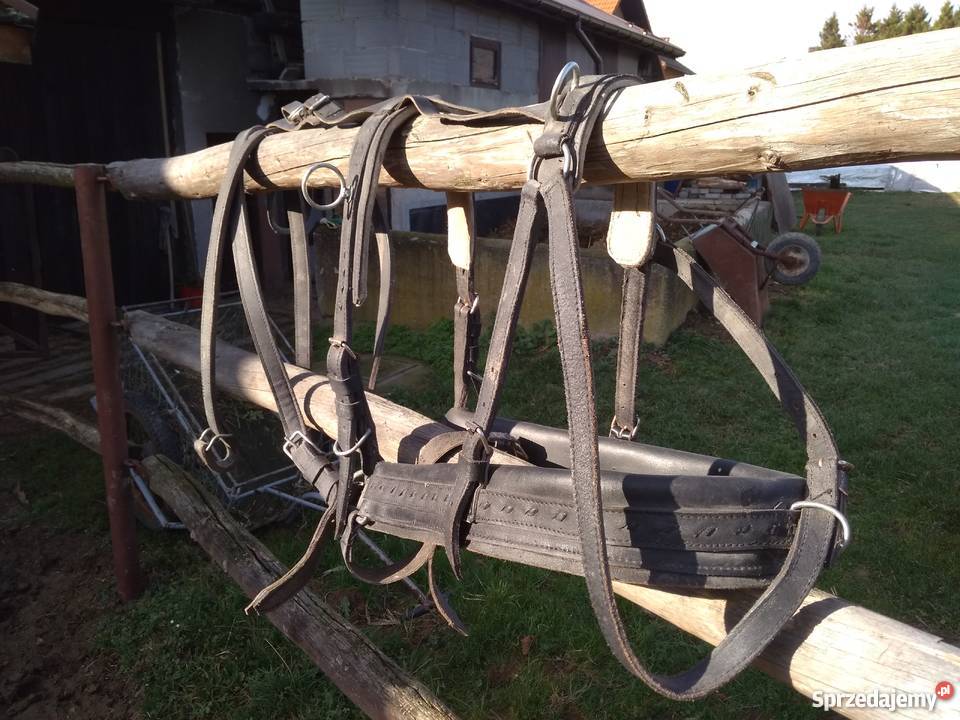 Szory na konia Osiek sprzedam