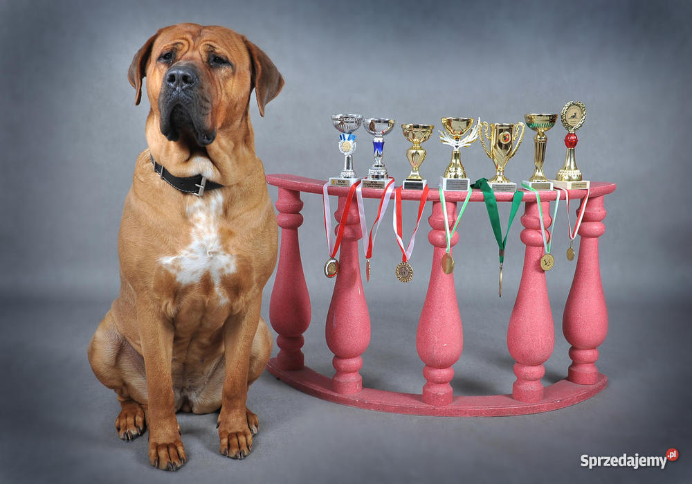 szczeniaki TOSA INU Żary sprzedam